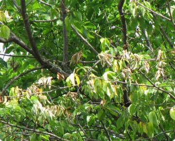 Information About Tree Diseases in Minnesota | Rainbow Treecare