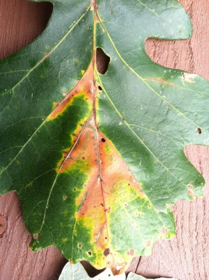 So What is Bur Oak Blight? | Rainbow Treecare