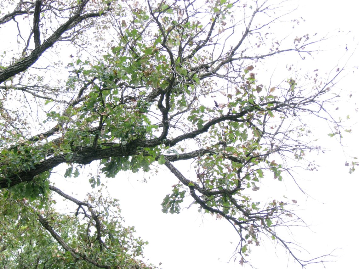 So What Is Bur Oak Blight? | Rainbow Treecare