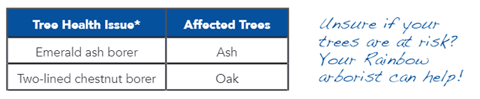 Treatment of Oaks and Ash