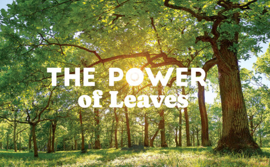 The Power of Leaves