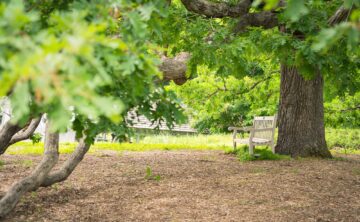 Bench under an oak tree